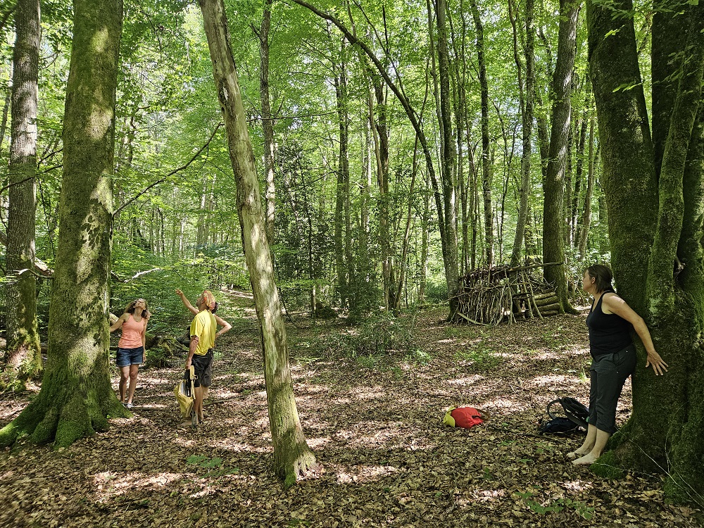 balade en forêt hauteur des arbres