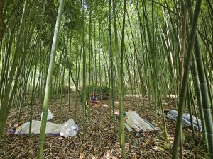 yoga nidra dans la bambousaie