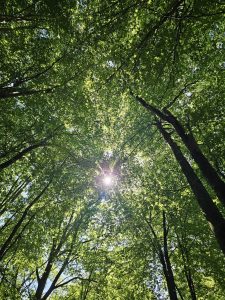 vue forêt dessous
