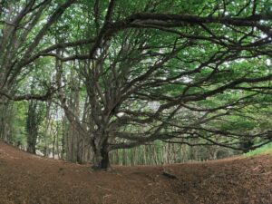 séjour yoga randonnée pyrénées ariégeoises