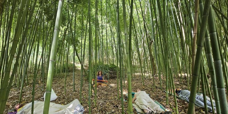 yoga nidra dans la bambousaie
